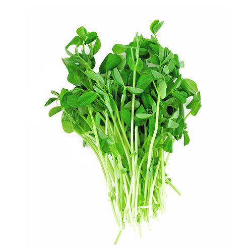 Pea Shoots Microgreens